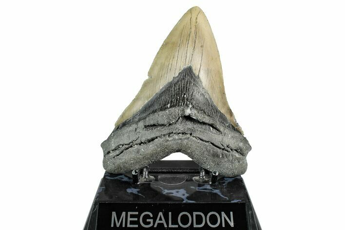 Serrated, Fossil Megalodon Tooth - North Carolina #355842